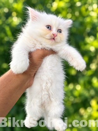Parsiyan Cat